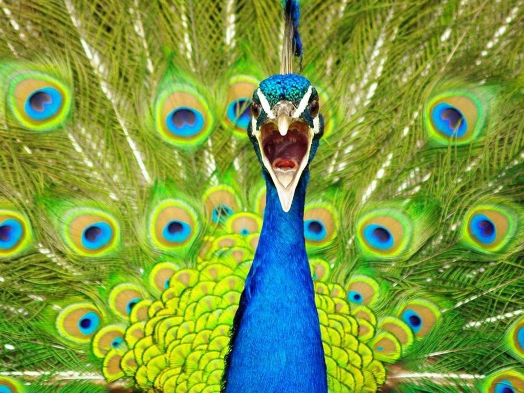 Beautiful Wallpapers for Desktop Beautiful Peacock hd wallpapers