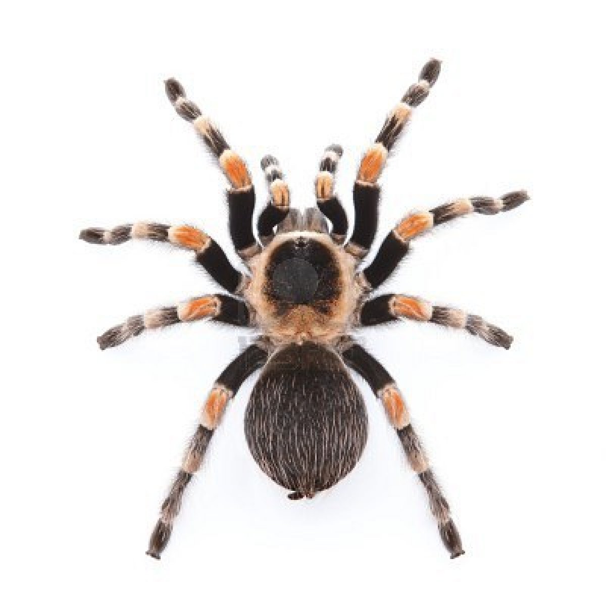 5637388-tarantula-de-rodilla-roja-mexicana-de-vista-superior.jpg 5637388-tarantula-de-rodilla-roja-mexicana-de-vista-superior.jpg