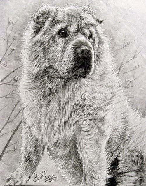 05-Charles-Black-Hyper-Realistic-Pencil-Drawings-of-Dogs-www-designstack-co