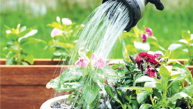 Tips Pintar Merawat Taman di Rumah Agar Tetap Hijau dan Asri Tips Pintar Merawat Taman di Rumah Agar Tetap Hijau dan Asri