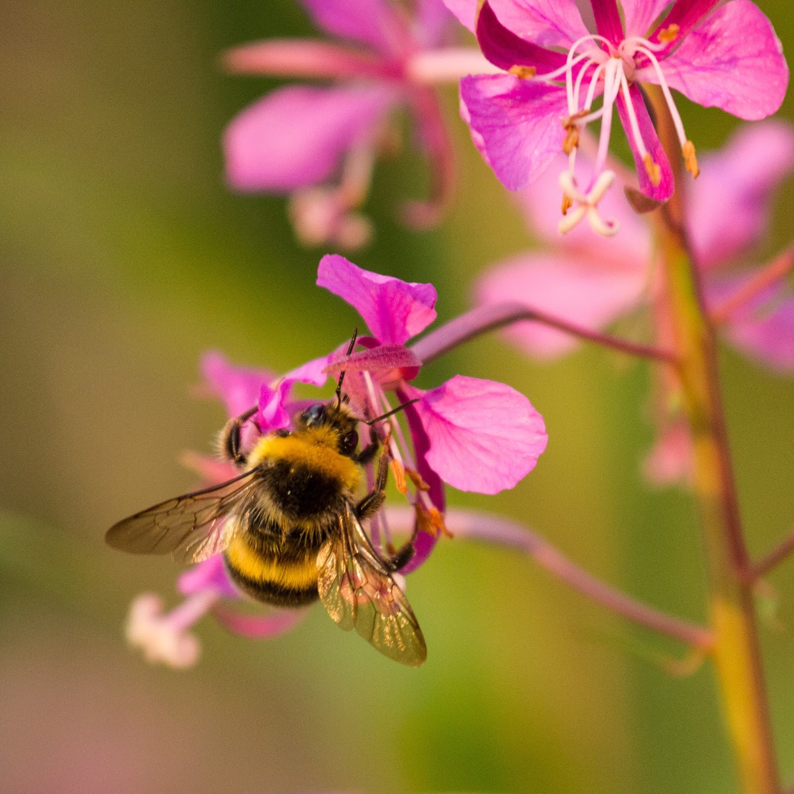 What Will You Do To Support Bee S Work Creezy Courtoy