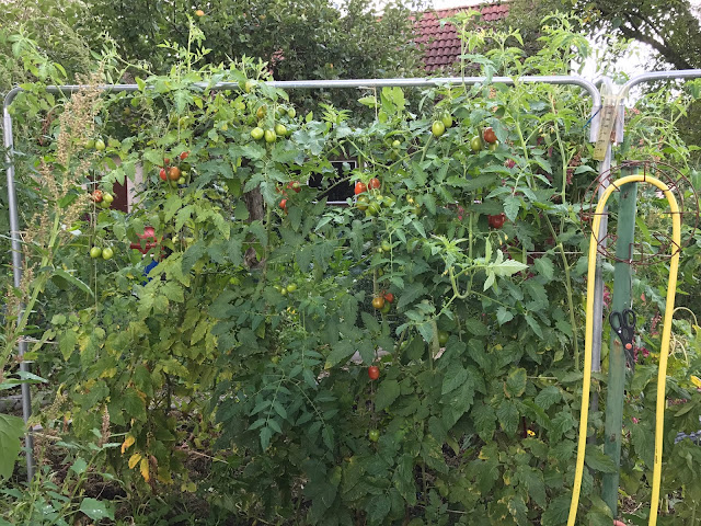 Freiland-Tomaten im September (c) by Joachim Wenk Freiland-Tomaten im September (c) by Joachim Wenk