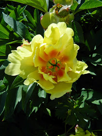 Paeonia Sequestered Sunshine Itoh Peony Toronto Botanical Garden by garden muses-not another Toronto gardening blog
