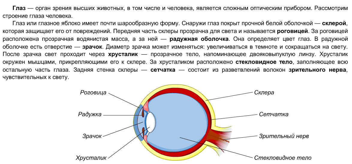 Регулирует количество света проходящего в глаз. Строение глазного яблока человека. Строение глаза. Орган зрения строение глаза. Строение глаза таблица.