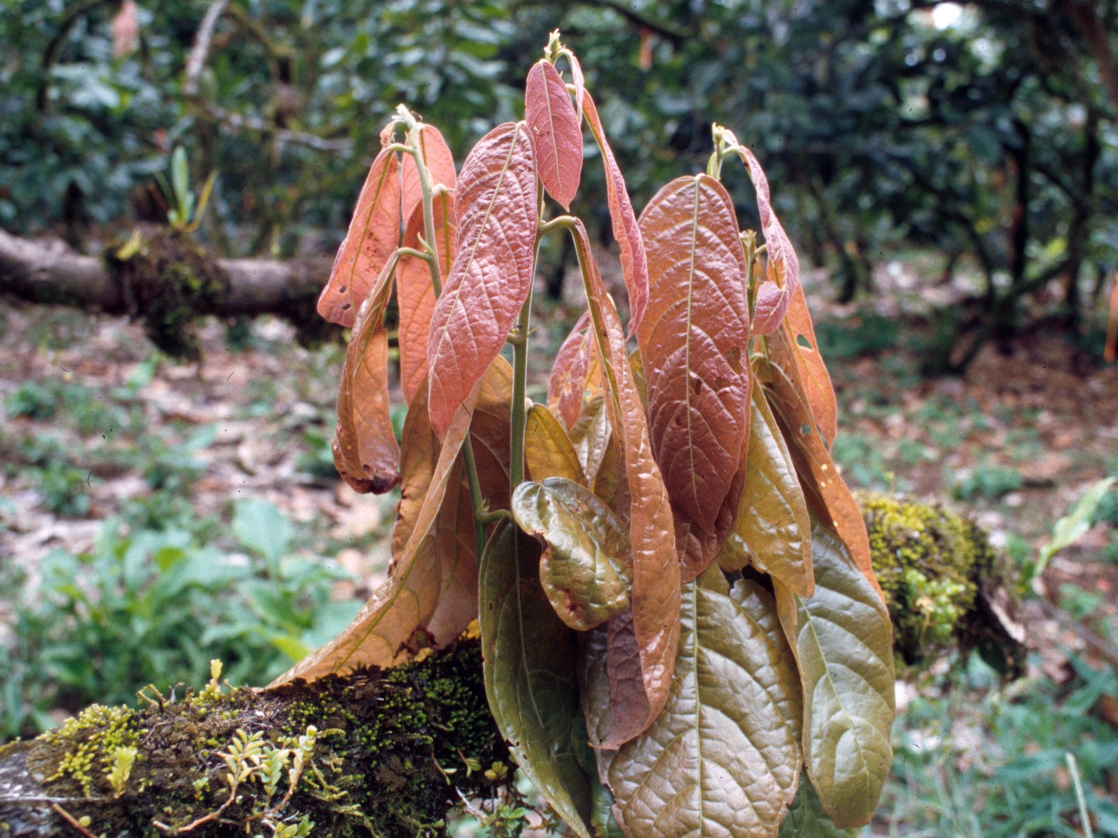 Dove Cresce la Pianta del Cacao
