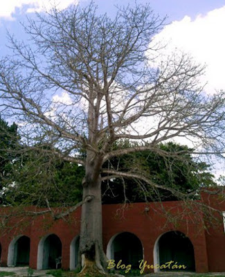 Árbol Ceiba pocas hojas