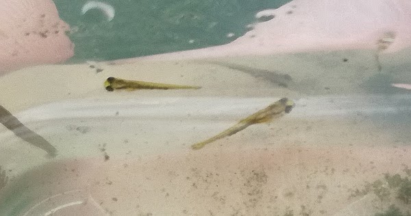 Unser Strebergarten ;) Nachwuchs im Fischteich