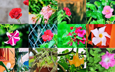 Flores de mi jardín - 12 fotos gratis para compartir