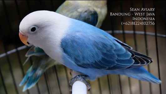 5 Jenis Burung Lovebird Termahal Dan Banyak Dicari 2019 Majalah