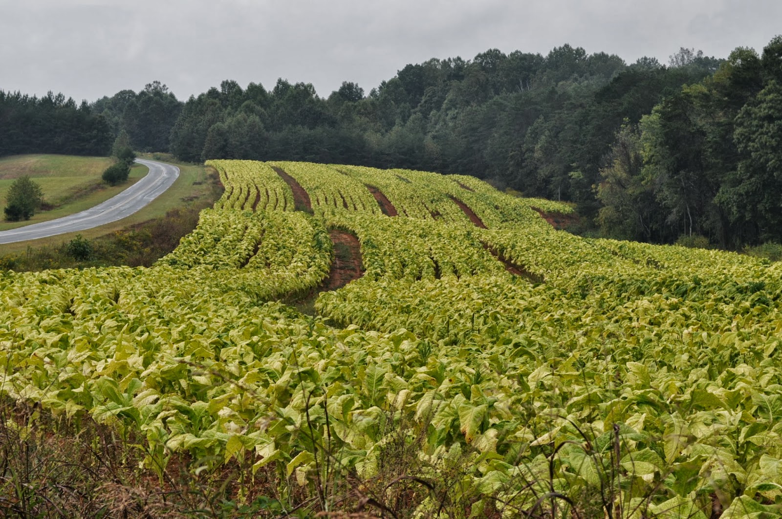 American Moment North Carolina's Tobacco Fields W/S N.C2013