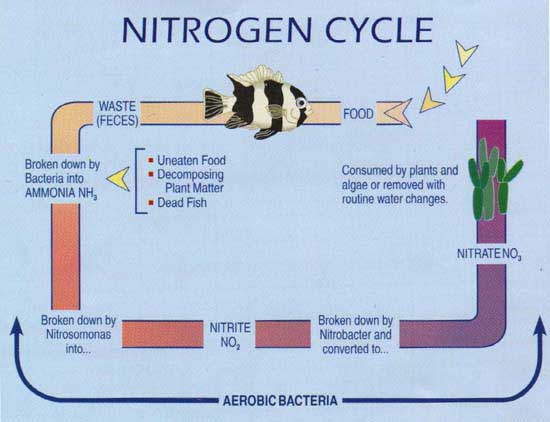 koi-pond-nitrogen-cycle-nitrates.jpg koi-pond-nitrogen-cycle-nitrates.jpg