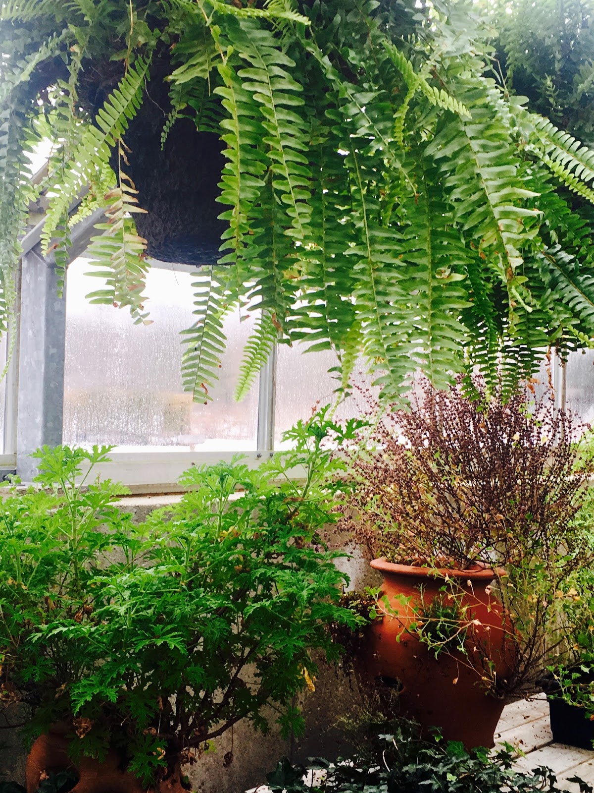 Mop Philosophy Winter Gardens at Langdon Hall