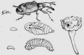 Яблонный цветоед (Anthonomus pomorum)