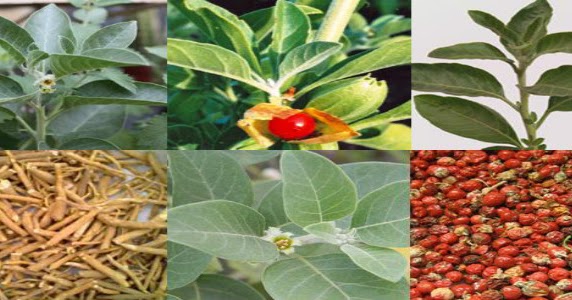 Ashwagandha Extract Wiki