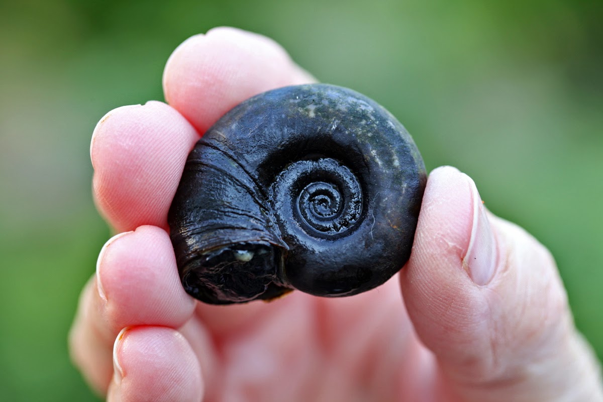 NanoAquarium für Anfänger Planorbella duryi vs. Planorbarius corneus
