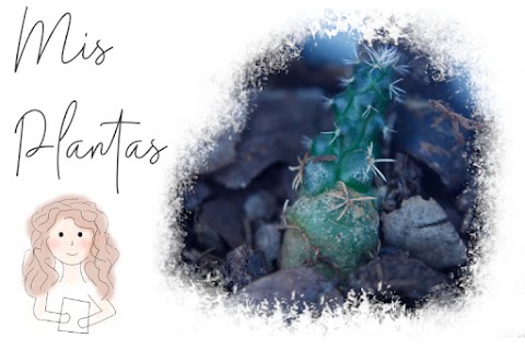 Mis plantas - actualizado 2019