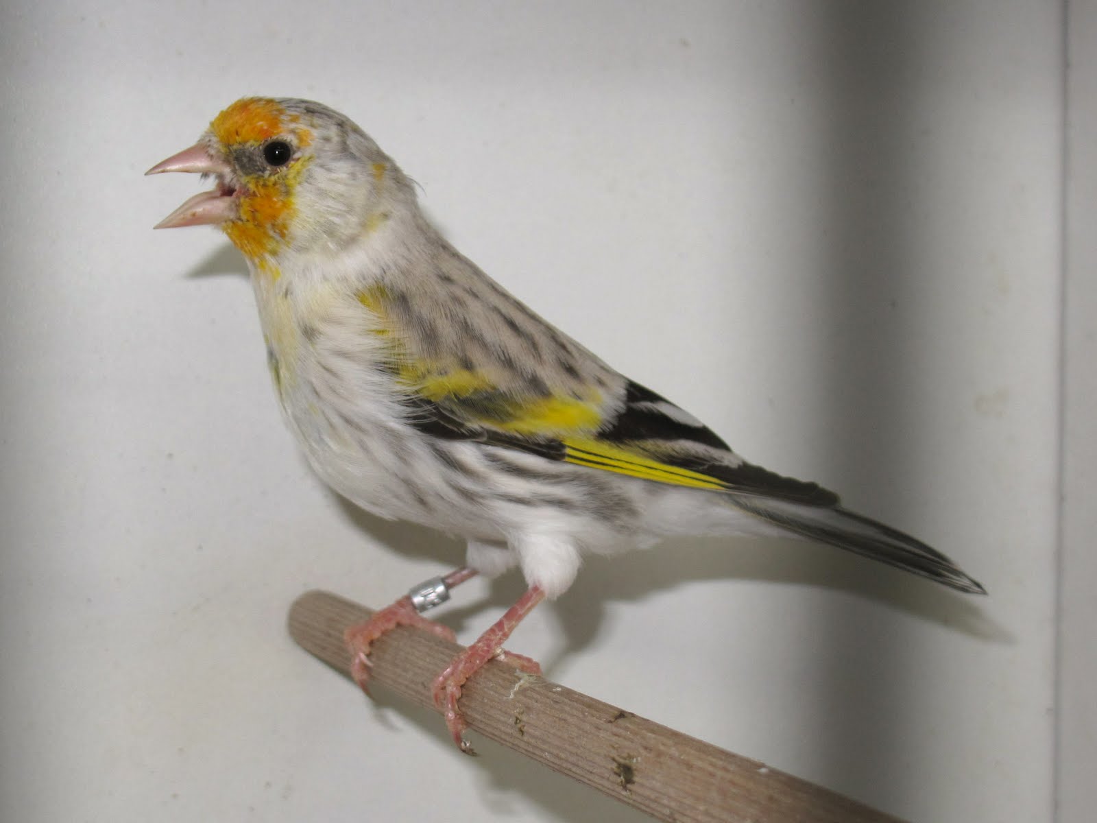 Club Carduelis Hybride F1 de chardonneret major agate x