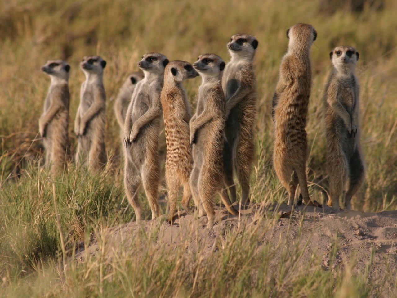 Deutsch macht mir Spaß! Erdmännchen. Steckbrief.