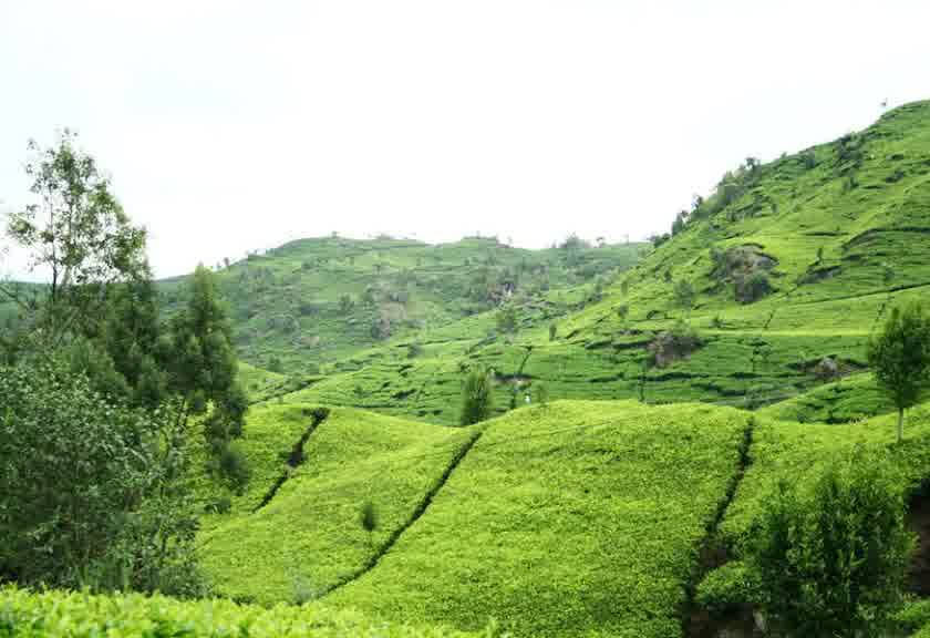 Agrotourism Mountain Mas The Beautiful Place To Drink a Cup of Hot Tea