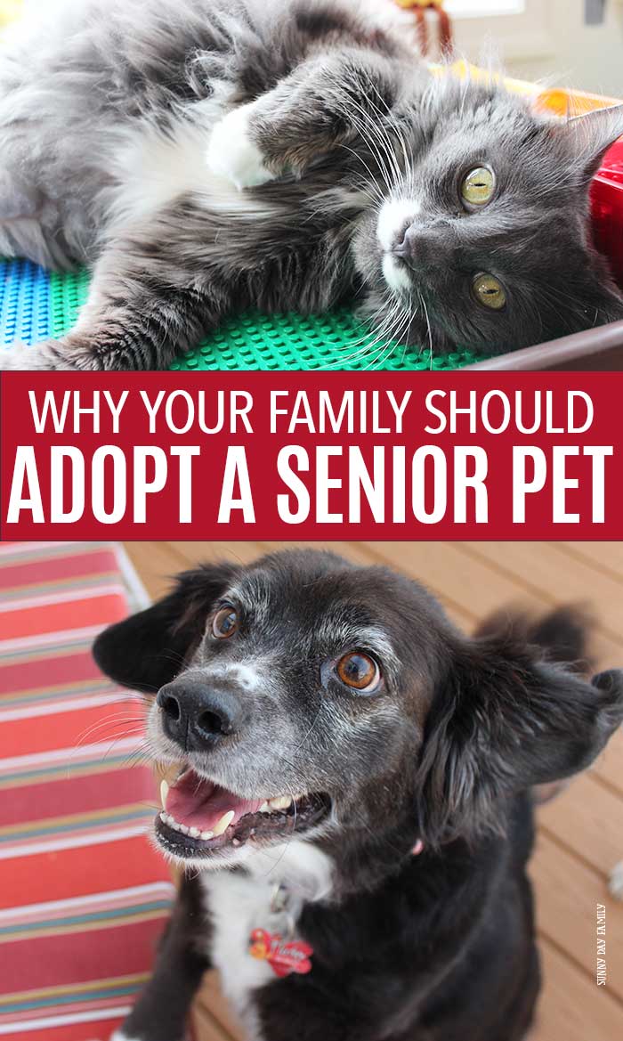 See why adopting a senior pet is the best choice for your family! #ad #hillstransforminglives #adoptadog #adoptacat #seniorpets #seniordog #seniorcat