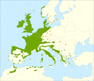 origine image : https://de.wikipedia.org/wiki/Europ%C3%A4ische_Stechpalme