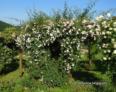 Rosa nel giardino della fattoria didattica dell ortica a Savigno Valsamoggia Bologna vicino a Zocca nell appennino