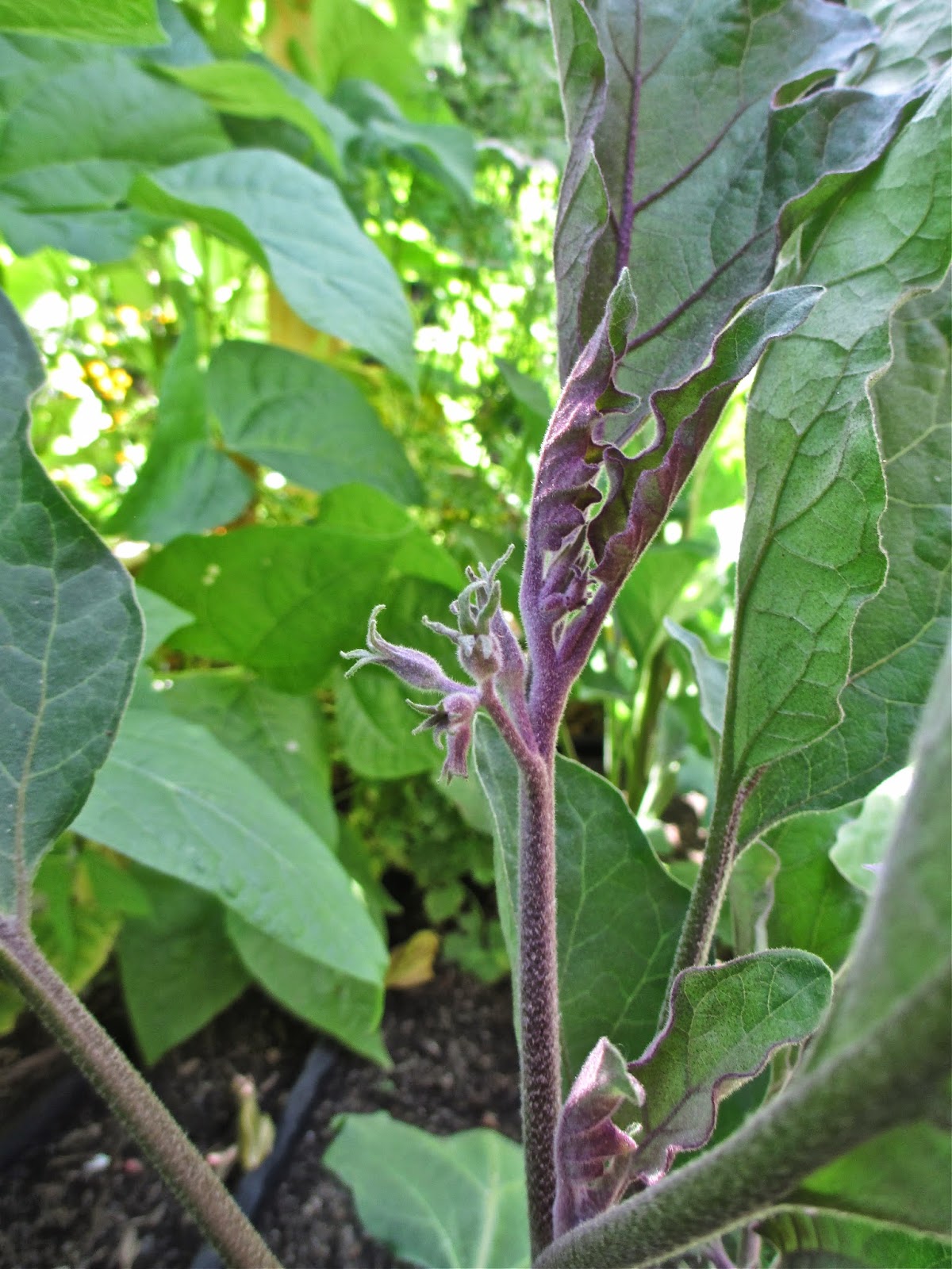 Andie's Way: Ichiban Eggplant's Velvet Splendor