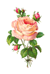 rose pink clip flower digital buds botanical graphic scrapbooking roses antique