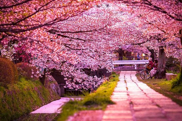 Foto Pemandangan Bunga Sakura Terindah Jepang Terbaru 2017 Gambar Alam