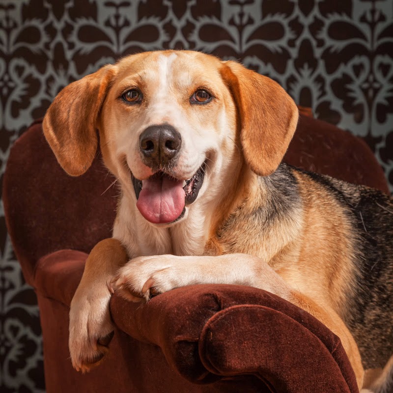 A happy foxhound-beagle cross sits on a chair