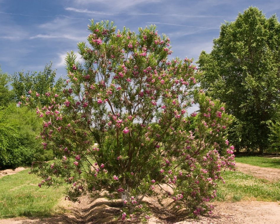 Life Goes Better with Plants Bubba! One Robust and Longblooming