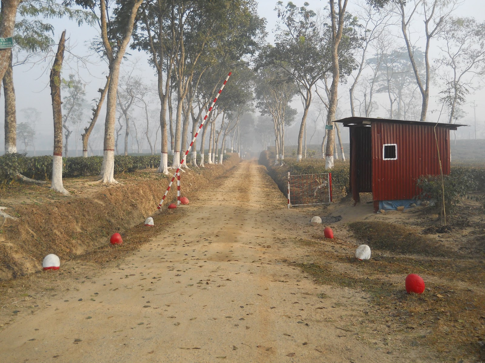 AMAZING BANGLADESH: TEA GARDEN