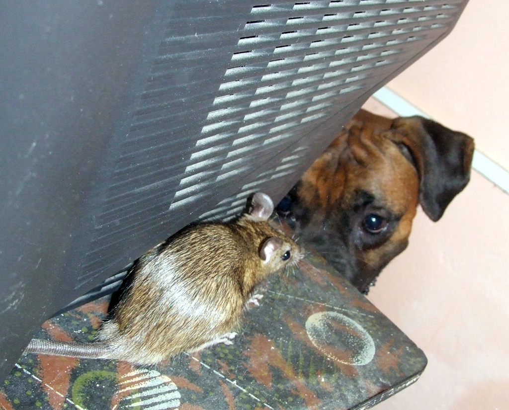 Pictures of the World Dog and Rat