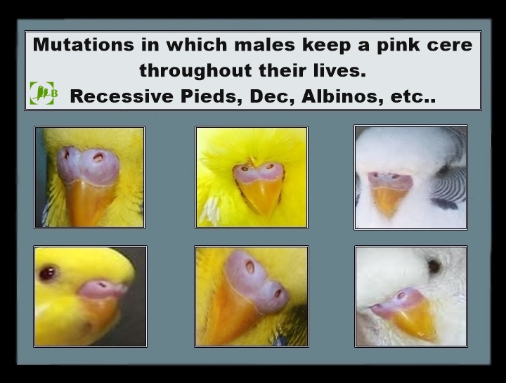 How to sex parakeets