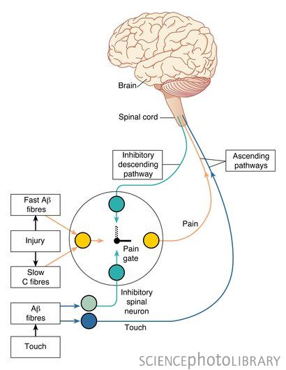 PAIN GAIT THEORY EPUB DOWNLOAD PAIN GAIT THEORY EPUB DOWNLOAD