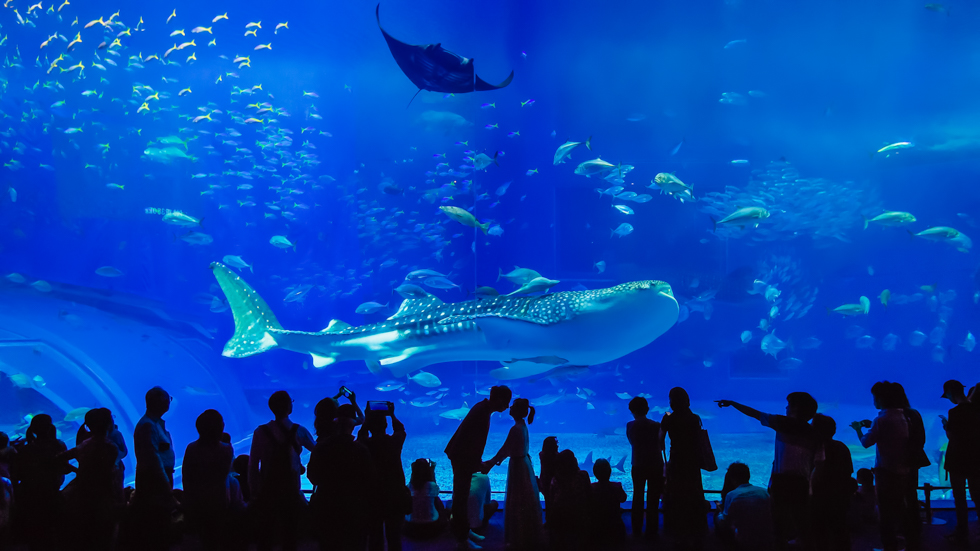 [海外婚紗] Pearl & Eric | 日本。沖繩 (OKINAWA)