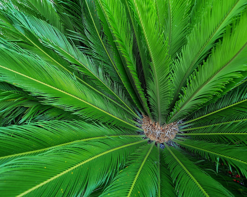 Nitideces De Miguel Emele Lineas Convergentes