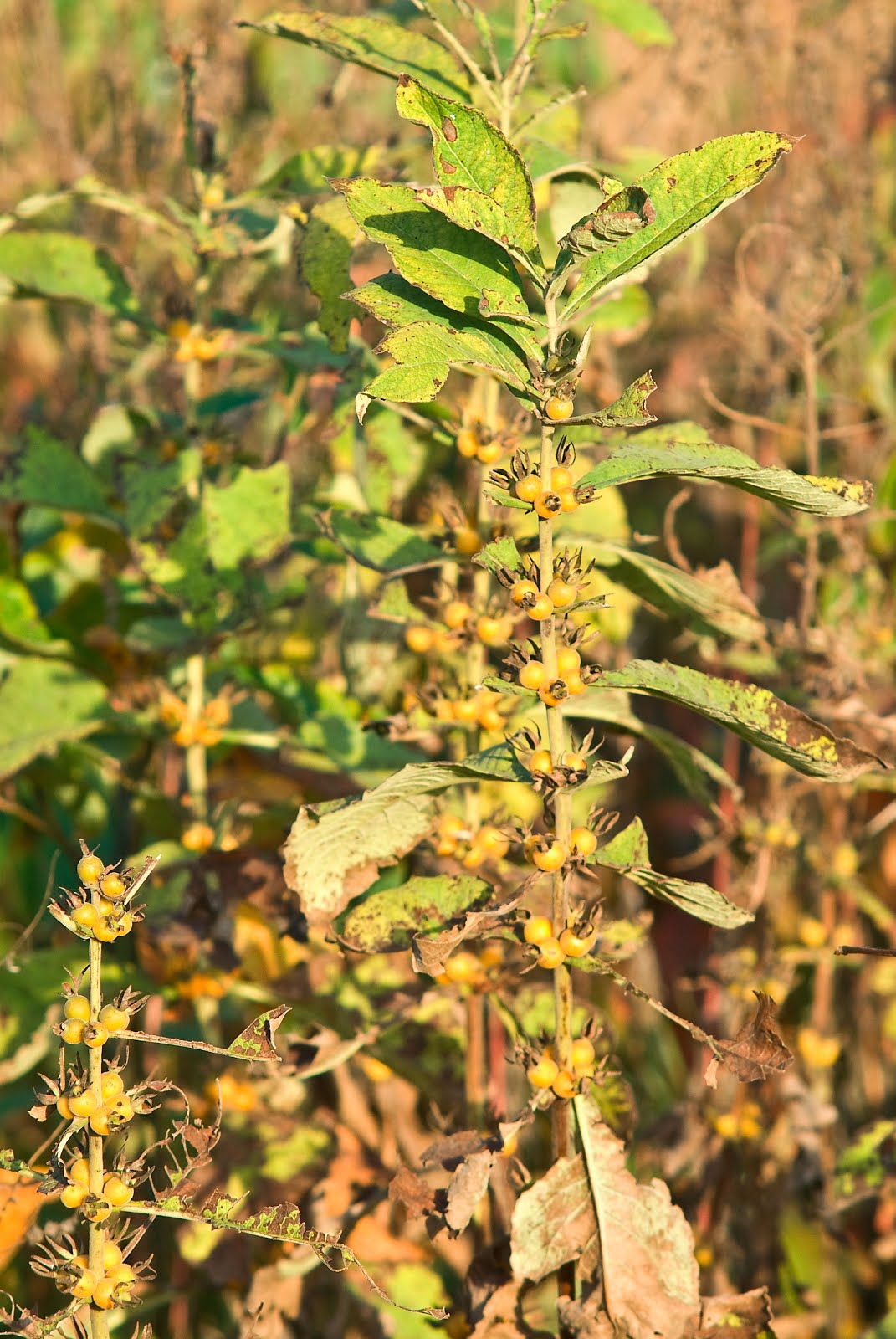 Indiana Plant A Day Orangefruit Horsegentian