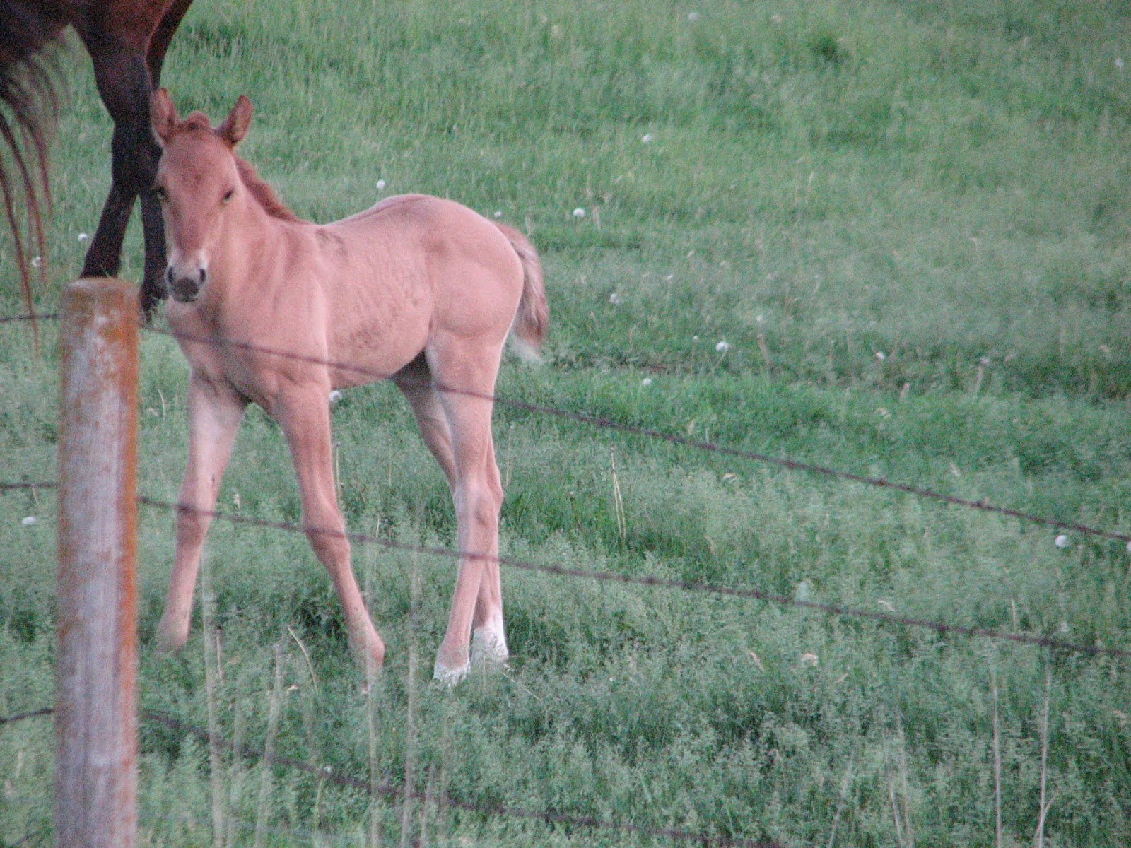 Windy Creek Quarter Horses