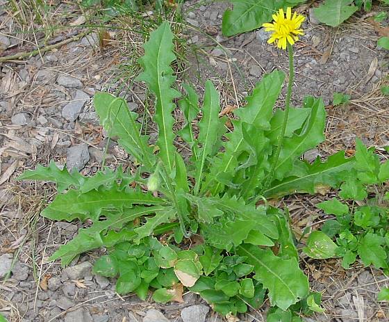 Löwenzahn Löwenzahn Fängt Ganz Klein Zu Wachsen An Blumensprache: Löwenzahn