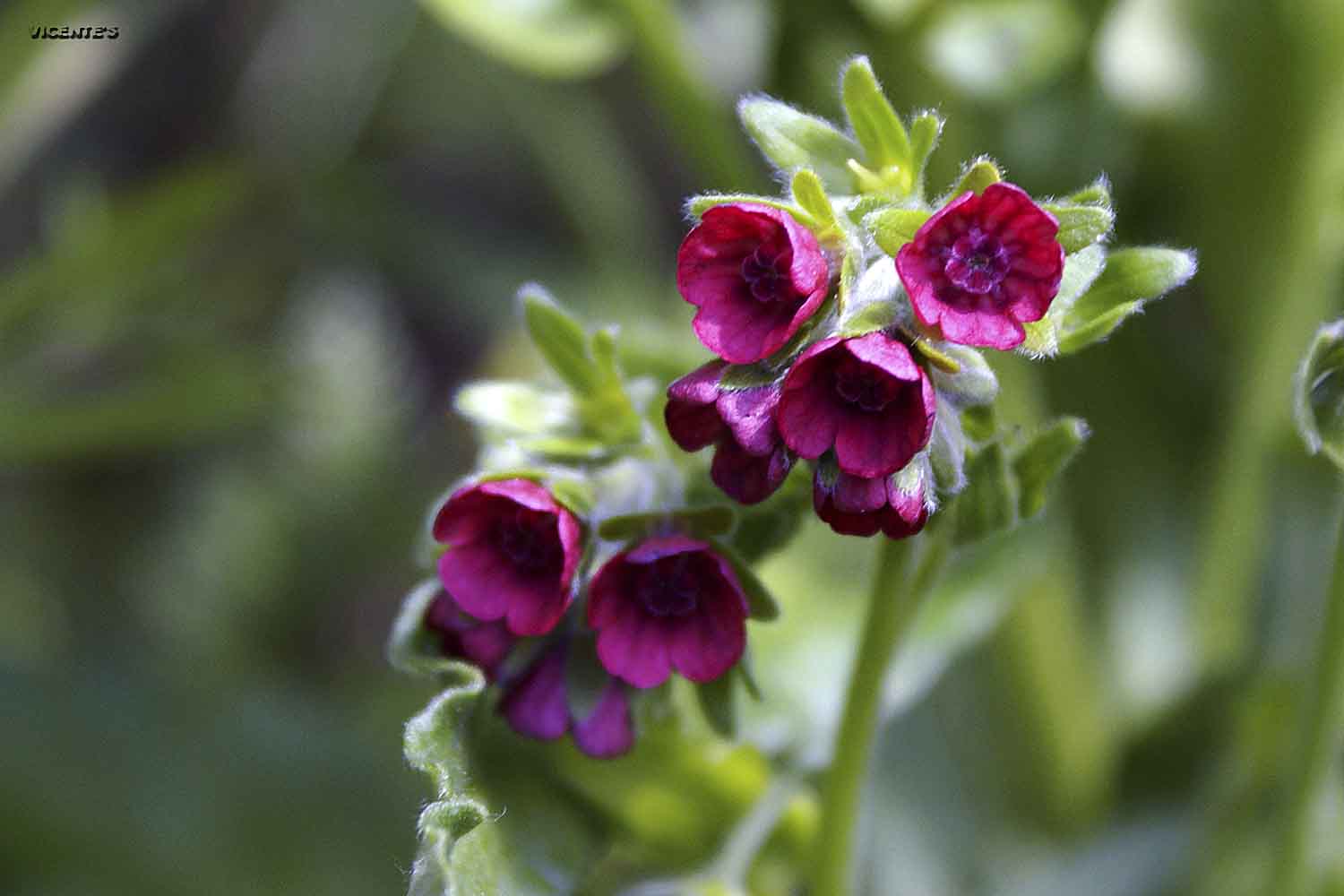 Las flores silvestres de Hormaza: Cynoglossum officinale