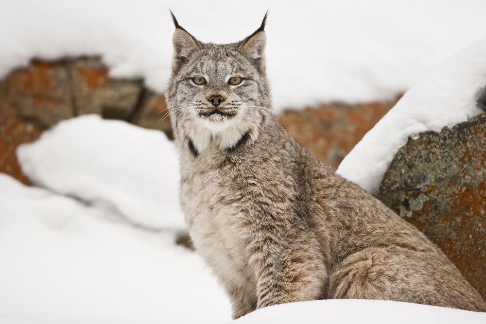 Karah Bengs Canada Lynx