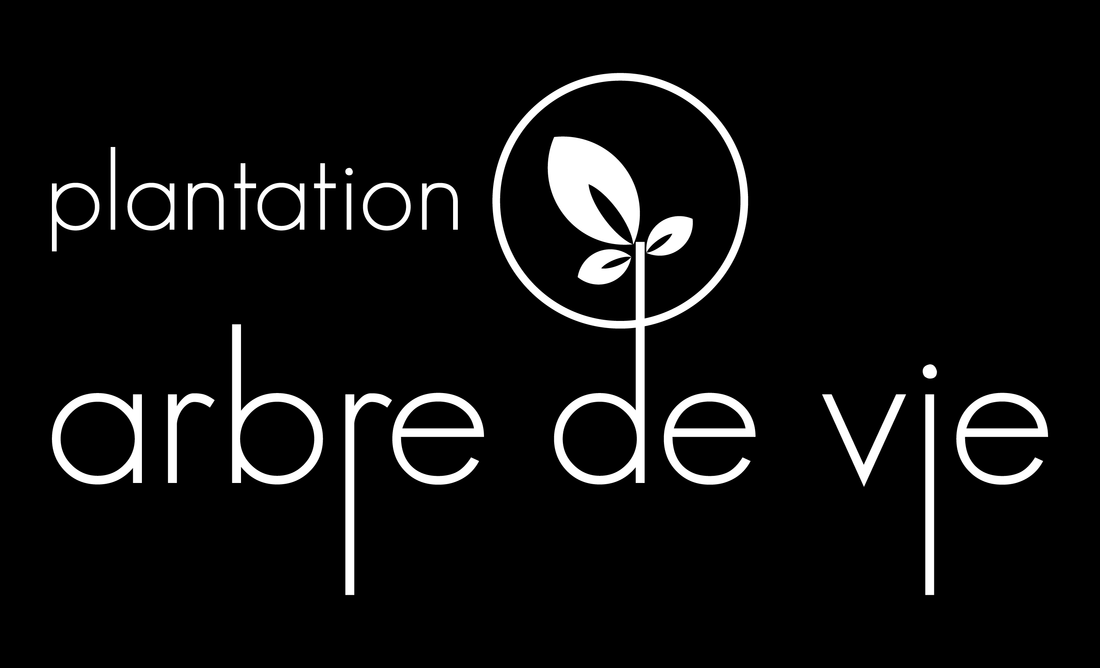 PLANTATION ARBRE DE VIE