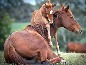 Cuidados del caballo