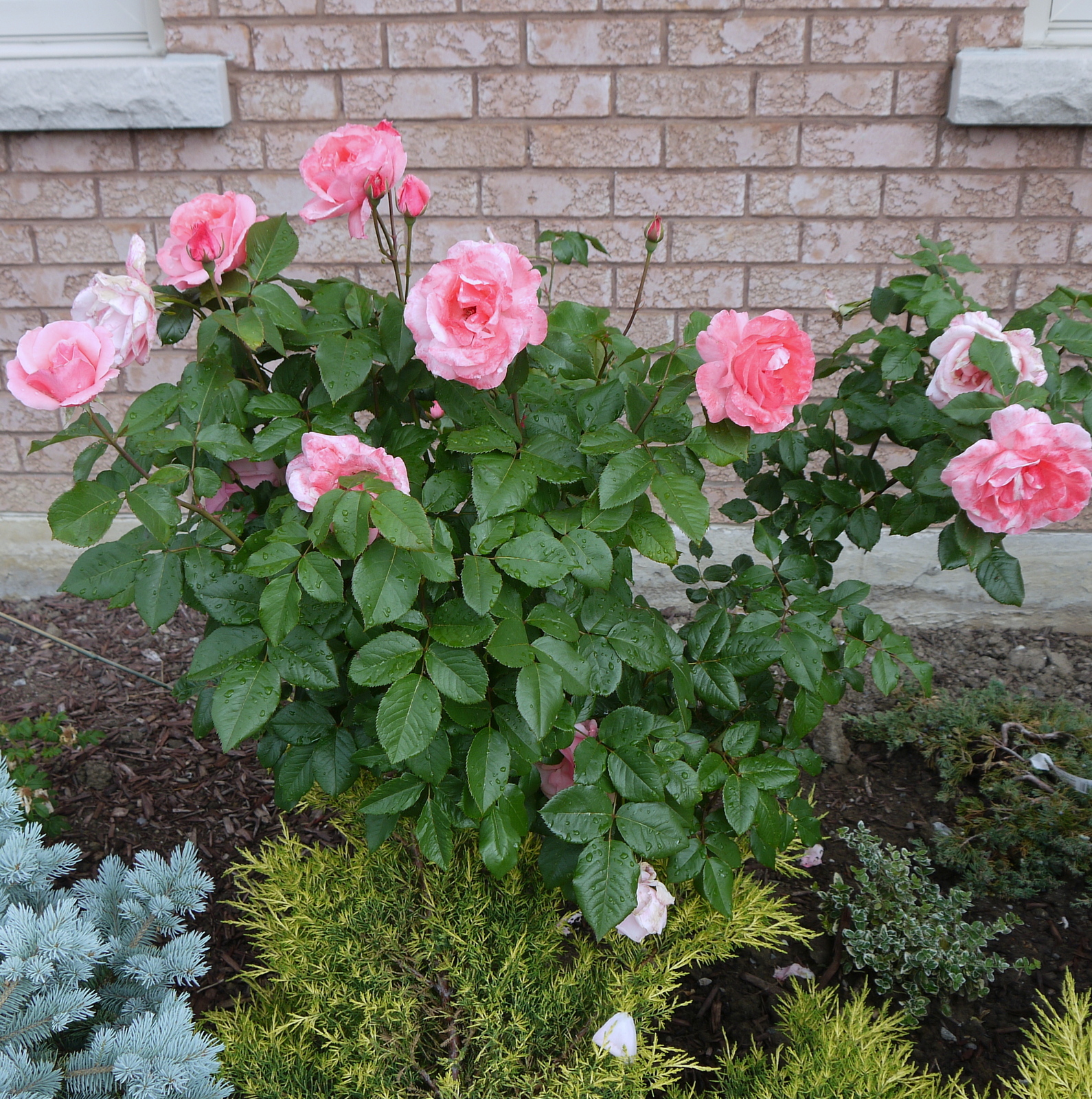 plants in the garden: Rose - Queen Elizabeth (Grandiflora)