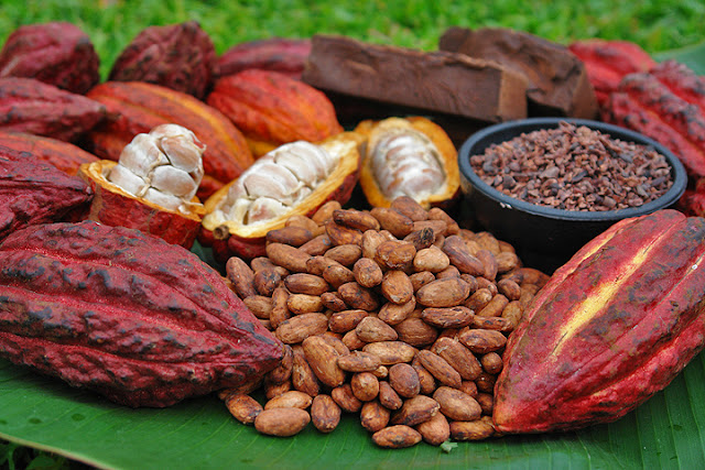 Cacao, frutos y semillas - Revista agrofertil