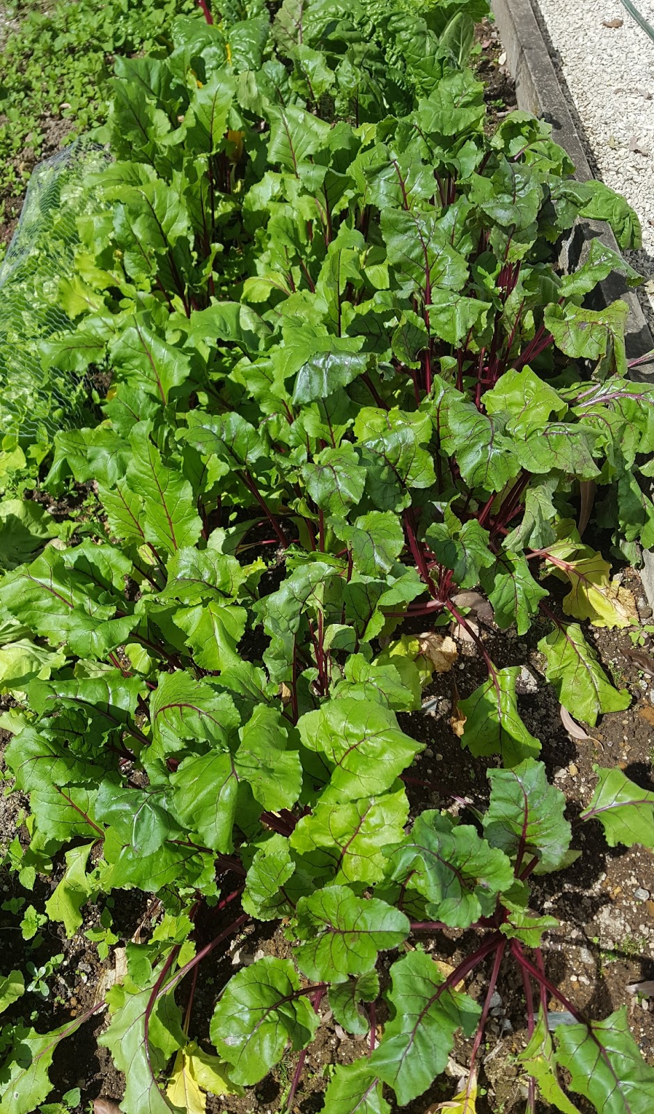 Quiltingorchardist Growing in 2018.