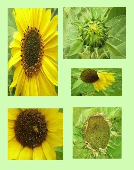 Ministerio De Mujeres Mive Y Proyecto Magdalena El Girasol