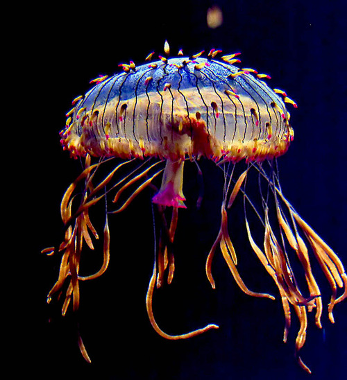 Life of Flower Hat Jelly Life of Sea