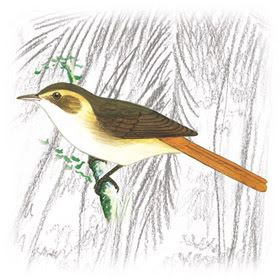 Limpa-Folha-de-Asa-Castanha (Philydor erythrocercus)